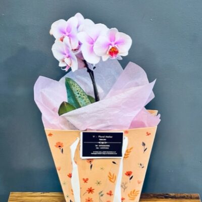 Orchid Plant in Gift Bag
