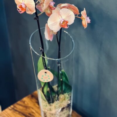 Large Orchid in The Clear Glass