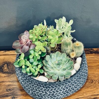 Succulents Arrangement