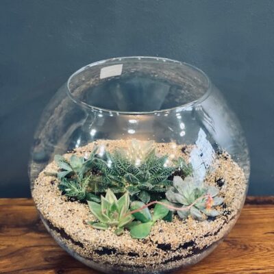 Succulents in Glass