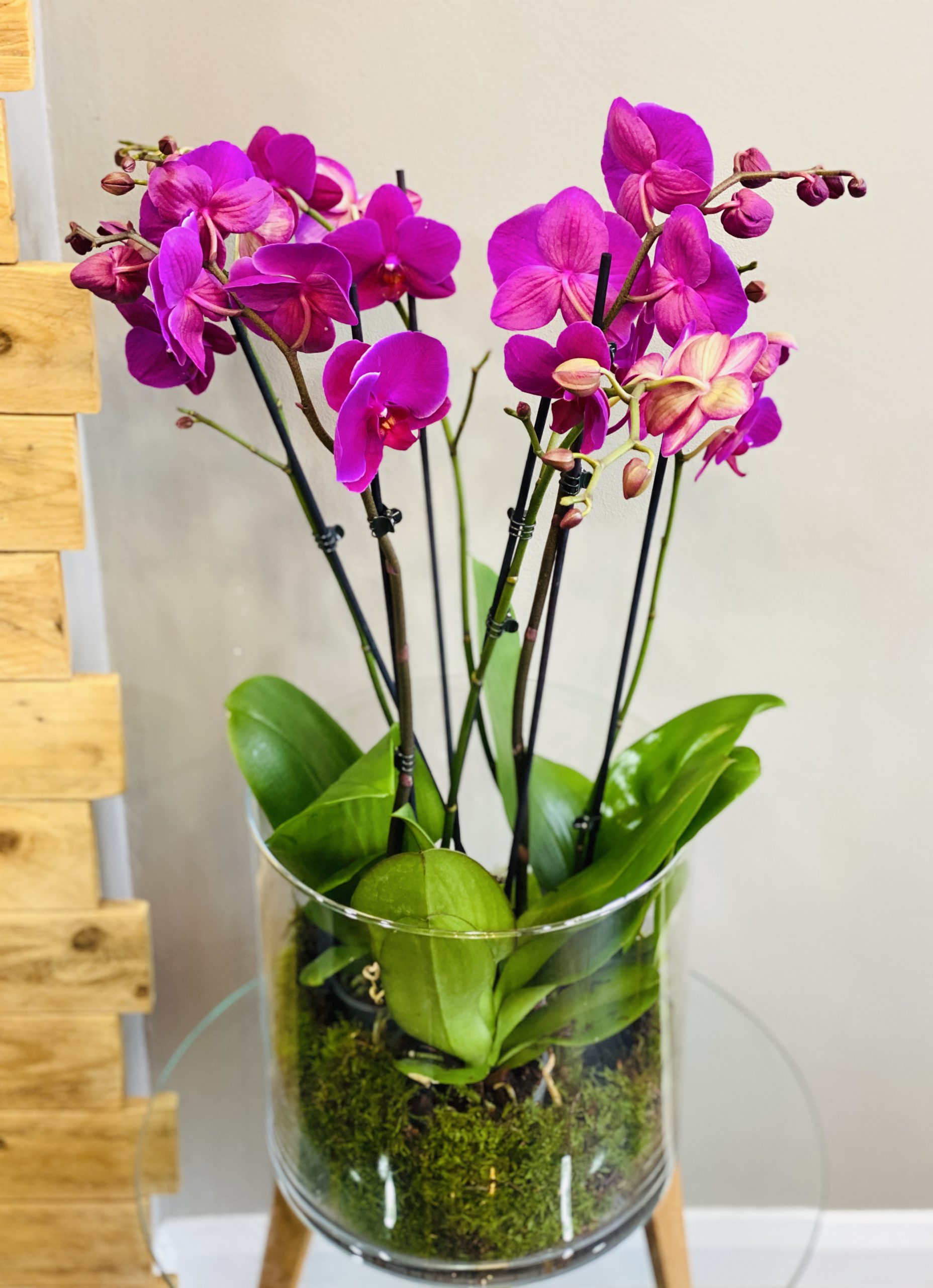 Large Orchid with glass pot VFloralAtelier.co.uk