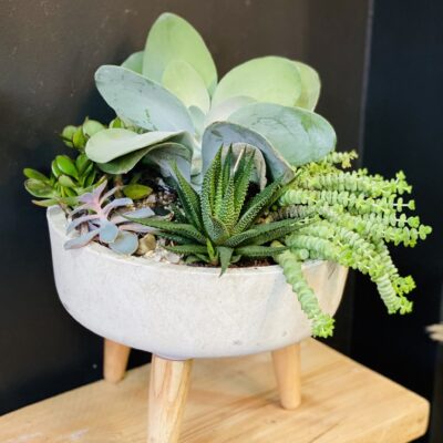 Succulent Arrangement