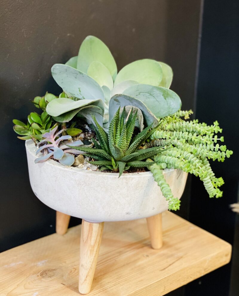 Succulent Arrangement