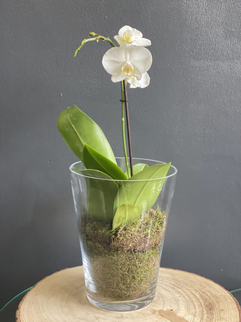 Large Orchid in The Clear Glass - Image 2