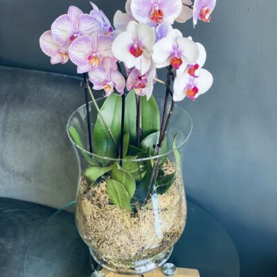 Orchids in Large Glass