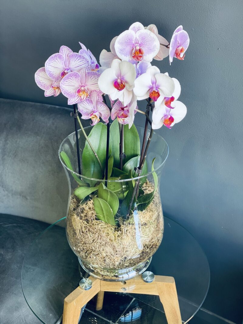 Orchids in Large Glass