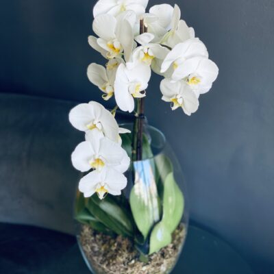 Large Orchid in Glass