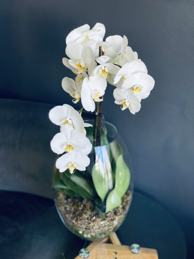 Large Orchid in Glass