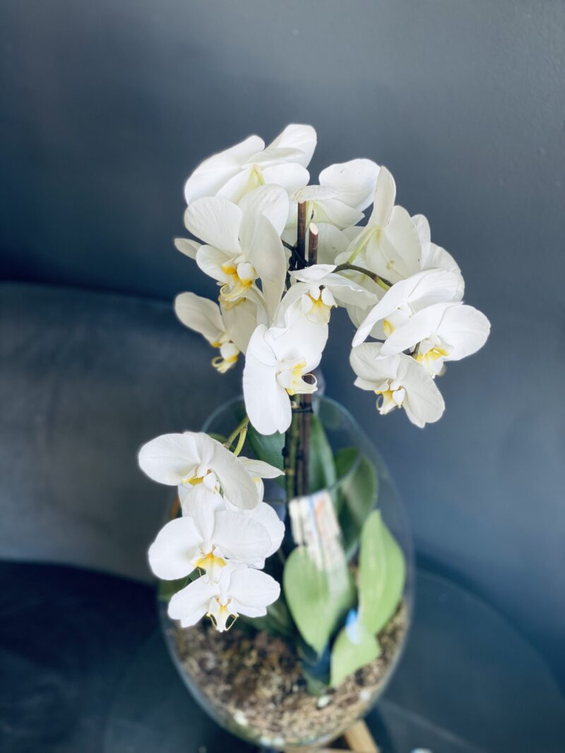 Large Orchid in Glass - Image 2